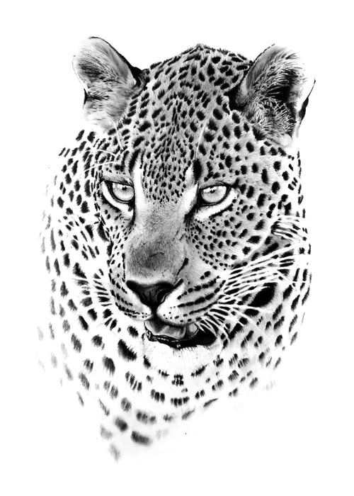 Cole Stirling - Makhotini Special Limited Edition Print