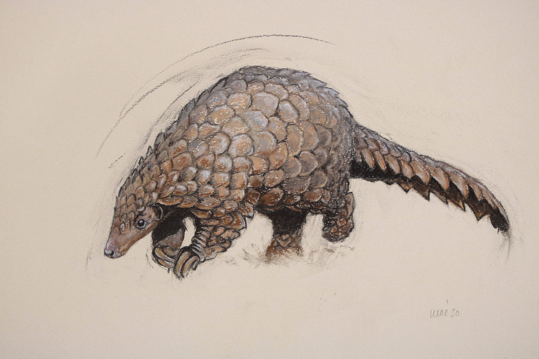 Heather Irvine - Pangolin Special Limited Edition Print