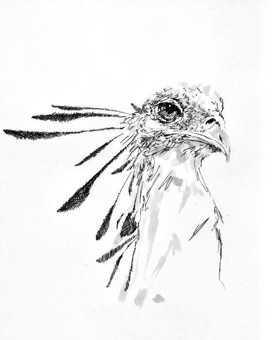 Tim Hastilow - Secretary Bird Special Limited Edition Print