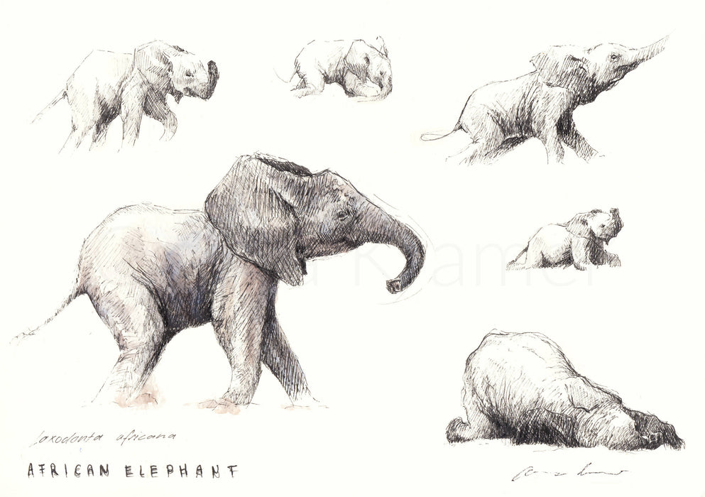 Carina Kramer - Baby Eles in Motion Special limited edition print